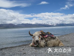 国外旅游项目关于牛